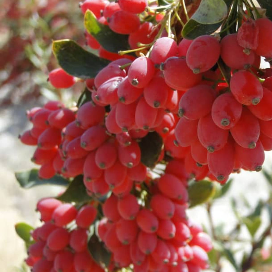 Ekologiska berberis 150g i 12st – Syrliga torkade bär för detaljhandeln – förpackning
