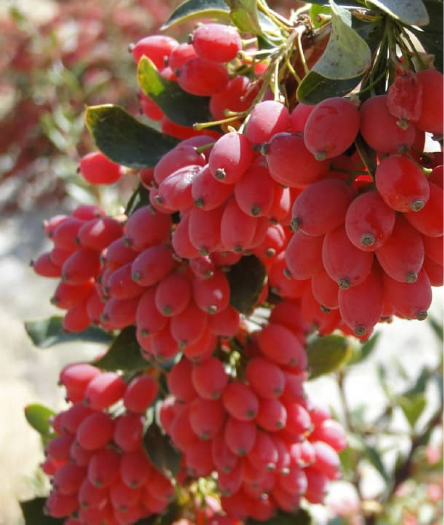 Berberis EKO 5kg storförpackning – Torkade syrliga bär för restaurang och bageri – förpackning